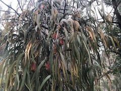 Amyema pendula pendula