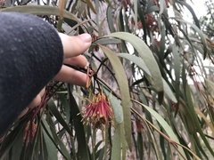 Amyema pendula pendula