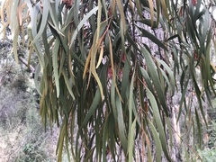 Amyema pendula pendula