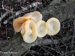 Aleurodiscus vitellinus