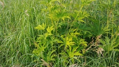 Napaea dioica