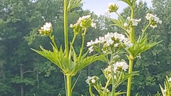 Napaea dioica