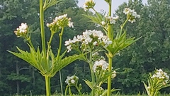 Napaea dioica