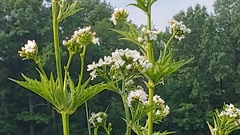 Napaea dioica