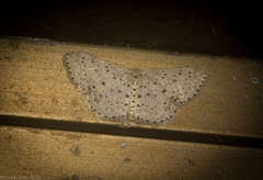 Idaea punctatissima