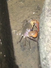 Parasesarma