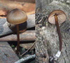 Entoloma conferendum