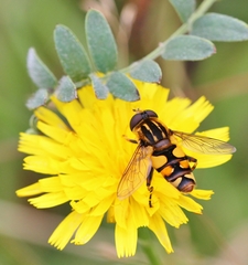 Helophilus obscurus