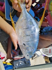 Trachinotus rhodopus