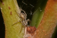 Dolomedes facetus