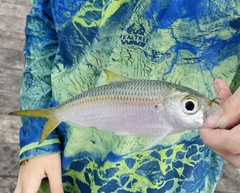Scaled Herring photo 3