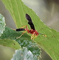 Tmetogaster nubilipennis