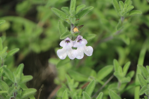 Image of Salvia axillaris by (c) José Belem Hernández Díaz, some rights reserved (CC BY)