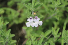 Salvia axillaris