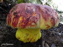 Butyriboletus loyo