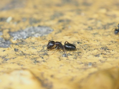 Camponotus vitiosus