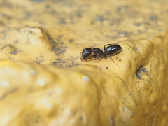 Camponotus vitiosus