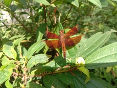 Neurothemis ramburii