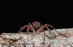 Adoxotoma nodosa