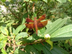 Neurothemis ramburii
