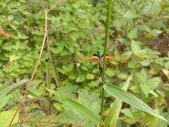 Rhyothemis phyllis