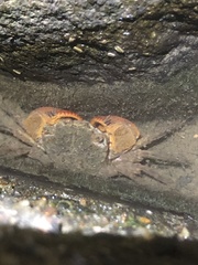 Parasesarma