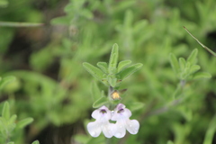 Salvia axillaris
