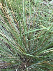 Festuca versuta