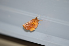 Selenia alciphearia