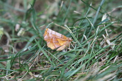 Selenia alciphearia