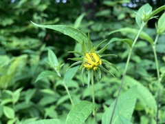 Helianthus divaricatus
