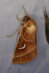 Fagitana littera