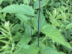 Helianthus divaricatus