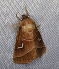 Fagitana littera