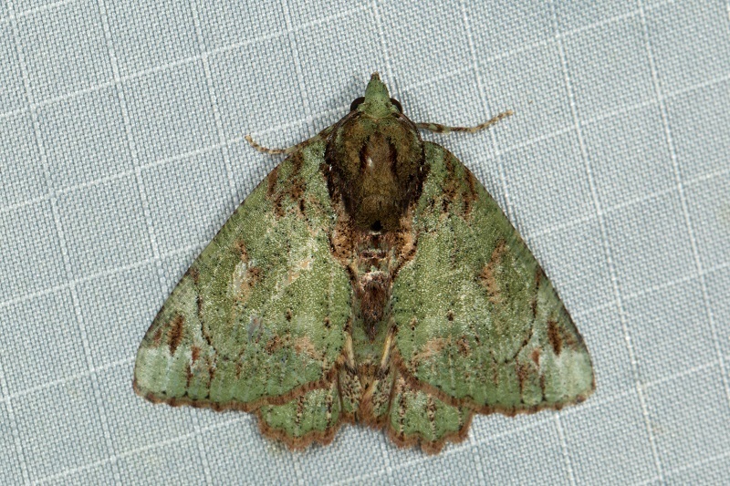 Dindica