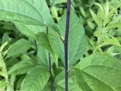 Helianthus divaricatus