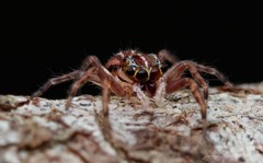 Adoxotoma nodosa