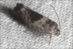 Eupselia carpocapsella