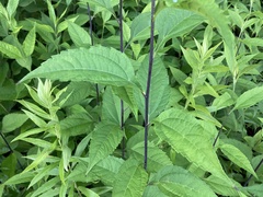Helianthus divaricatus