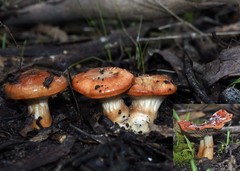 Cortinarius erythraeus