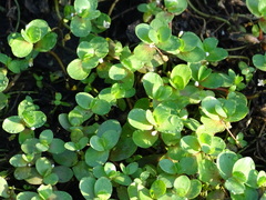 Bacopa repens