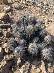 Copiapoa solaris