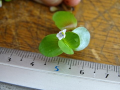 Bacopa repens