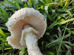 Saproamanita thiersii
