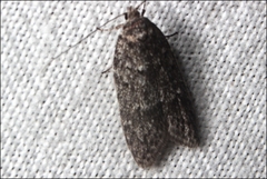 Ericrypsina chorodoxa