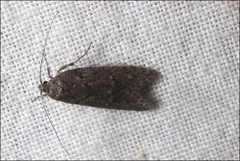 Ericrypsina chorodoxa