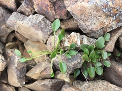 Cardamine bellidifolia