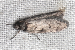 Ericrypsina chorodoxa