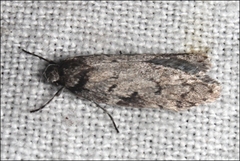 Ericrypsina chorodoxa