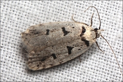 Scatochresis episema